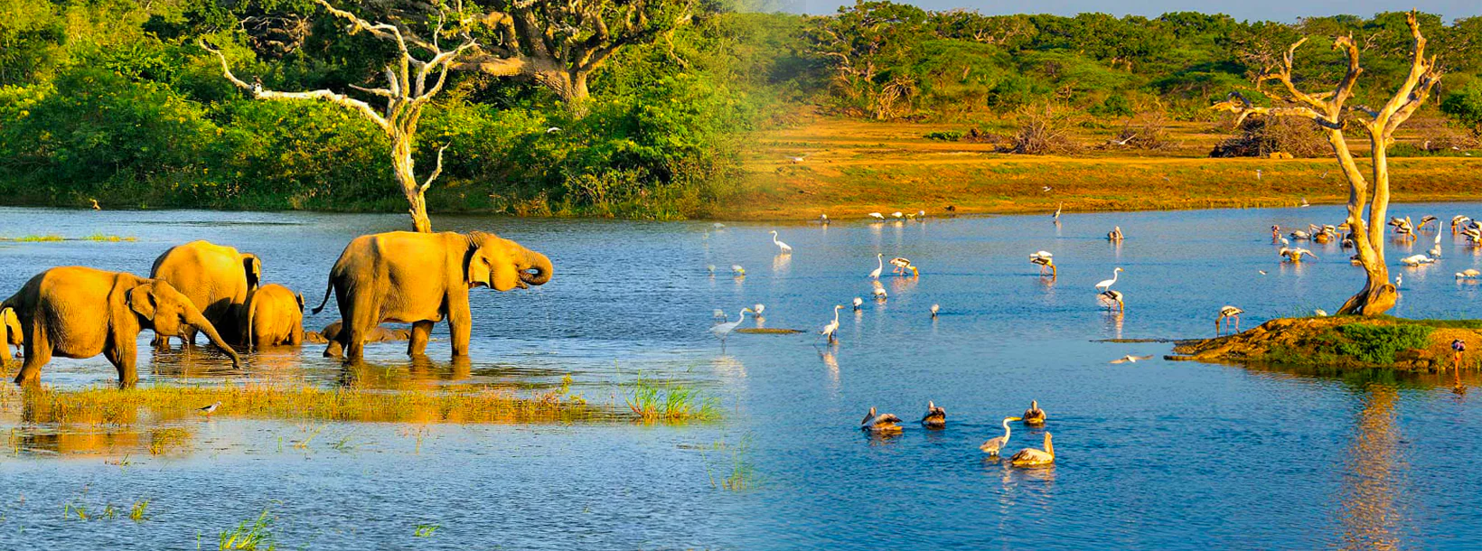 Feuchtgebiete und Mangroven Sri Lankas: Entdeckung des Bundala-Nationalparks und des Muthurajawela-Sumpfgebiets